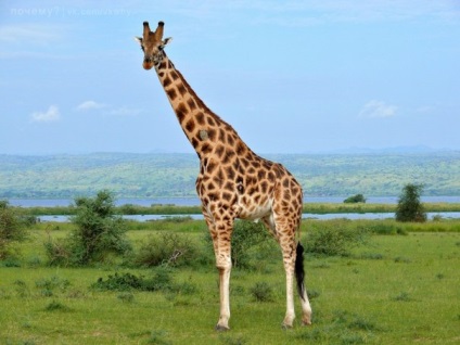 Miért zsiráfok vannak szarva