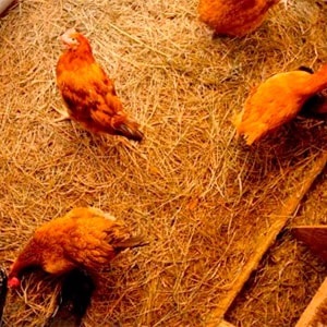 Ágynemű tyúkól teszi száraz almot a csirkék