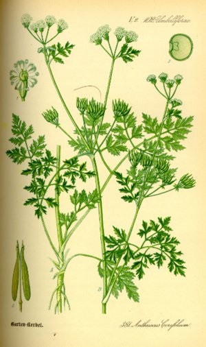 Hasznos tulajdonságai Turbolya mint egy növény használják a tradicionális gyógyászatban (tulajdonságok) Hasznos tulajdonságai turbolya, mint egy növény használják a tradicionális gyógyászatban