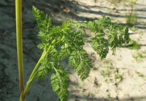 Hasznos tulajdonságai Turbolya mint egy növény használják a tradicionális gyógyászatban (tulajdonságok) Hasznos tulajdonságai turbolya, mint egy növény használják a tradicionális gyógyászatban