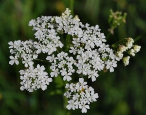 Hasznos tulajdonságai Turbolya mint egy növény használják a tradicionális gyógyászatban (turbolya) Hasznos tulajdonságai turbolya, mint egy növény használják a tradicionális gyógyászatban