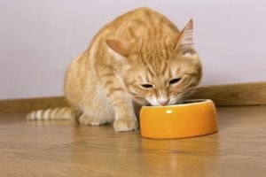 Teljes a száraz élelmiszer macskák Akana előnye és hátránya