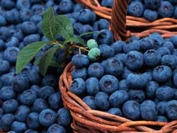 Berry Előnyök - fontos eleme az egészséges élelmiszerek