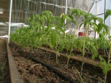 Paradicsom az üvegházban polikarbonát ültetés és gondozás