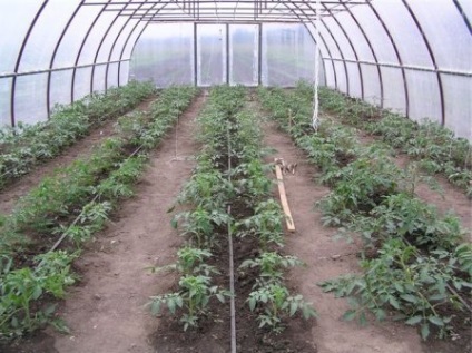 Paradicsom az üvegházban polikarbonát ültetés és gondozás