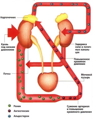 Poszturális (ortosztatikus) hipotenzió (oka poszturális (ortosztatikus) hipotenzió) Poszturális (ortosztatikus) hipotenzió