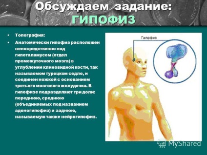 Előadás a hormonok szerepe az anyagcserében, a növekedés és fejlődés a test biológia osztály 8