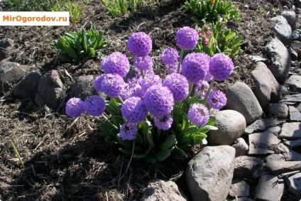 Primula fogazott fajták és jellemzői a termesztés