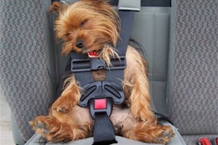 Utazás egy kutya a kocsiban