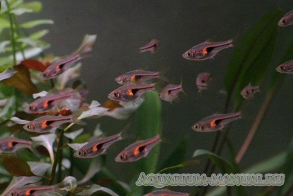 Rasbora nézetek és fotók