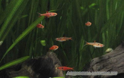 Rasbora nézetek és képek (tartály teljes térfogata) Rasbora nézetek és fotók