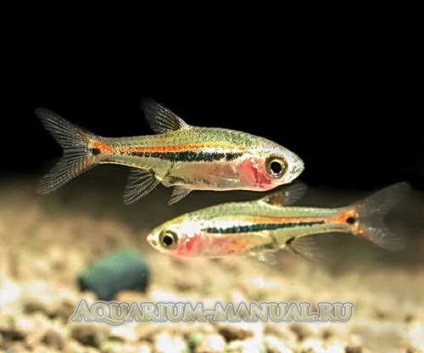 Rasbora nézetek és képek (teljes heti) Rasbora nézetek és fotók