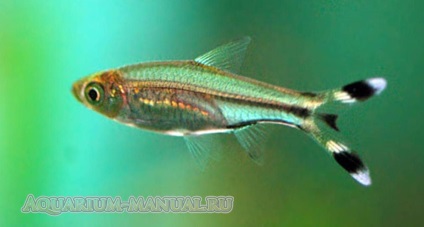 Rasbora nézetek és képek (teljes heti) Rasbora nézetek és fotók