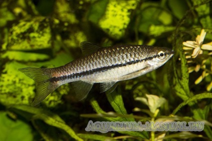Rasbora nézetek és fotók (Feltartóztatás halak pihe) Rasbora nézetek és fotók