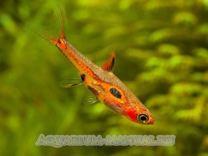 Rasbora nézetek és képek (tartály teljes térfogata) Rasbora nézetek és fotók