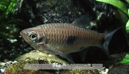 Rasbora nézetek és képek (rasbora) Rasbora nézetek és fotók