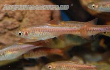 Rasbora nézetek és képek (akvárium vízcsere) Rasbora nézetek és fotók