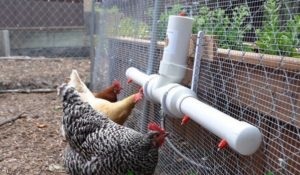 Broiler csirkék tenyésztésekor segítségével padló és ketrecbe