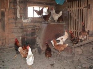 Broiler csirkék tenyésztésekor segítségével padló és ketrecbe