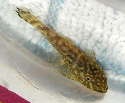 Tenyésztési Ancistrus hagyományos (Ancistrus dolichopterus) (akvárium dekoráció) Stud közönséges Ancistrus (Ancistrus dolichopterus)