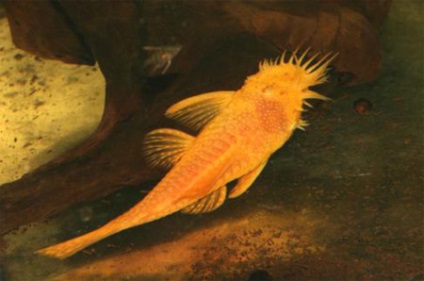 Tenyésztési Ancistrus hagyományos (Ancistrus dolichopterus) (akvárium dekoráció) Stud közönséges Ancistrus (Ancistrus dolichopterus)