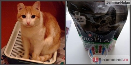 Honlap - „, hogy ingyenes élelmiszer macskák az igazi! „A felhasználók véleménye