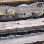 Fészket építenek a méhek a tél, a gyakorlati méhészeti