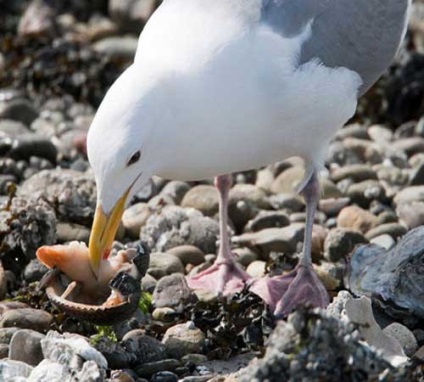 Herring Gull, fotók