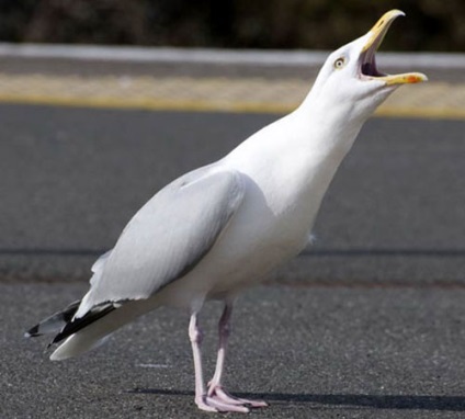 Herring Gull, fotók