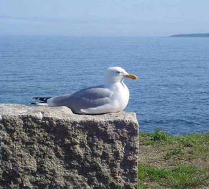 Herring Gull, fotók