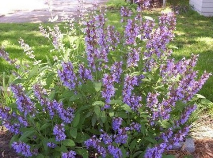 Salvia officinalis különböző gyógyító és „szent növénye” gyógyítók