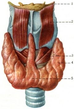 A pajzsmirigy (glandula thyroidea), belső elválasztású mirigyek, az emberi anatómia