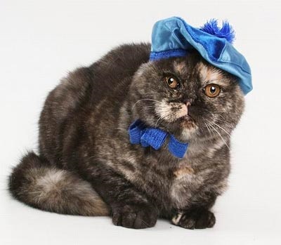 Kalapszalon szalon macskáknak - a macska az emberek között (cat) Kalapszalon szalon macskáknak - a macska az emberek között