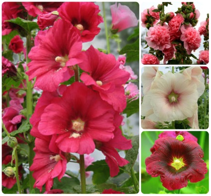 Stem-Roza Korolevskaya luxus - felülvizsgálata udvar (szár-rose) Stem-Roza Korolevskaya luxus - udvar felülvizsgálata