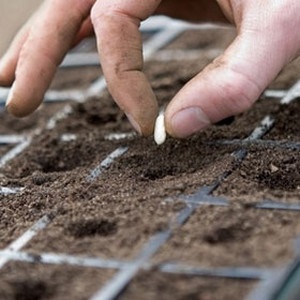 Stem-Rose ültetés és gondozás terén; növekvő magról (fotók)