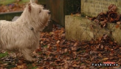 Hachiko szindróma, amit nem képesek az emberek, a család helyén