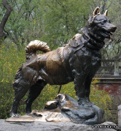 Hachiko szindróma, amit nem képesek az emberek, a család helyén