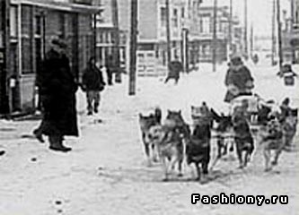 Hachiko szindróma, amit nem képesek az emberek, a család helyén