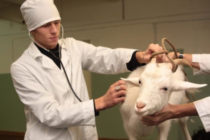 Hány évig élnek kecske, a hazai és hogyan lehet kiterjeszteni az élettartam