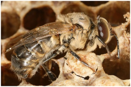 Mennyit tud tárolni méz