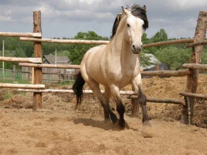 Hány ló él a várható élettartam vadon élő és háziasított lovak