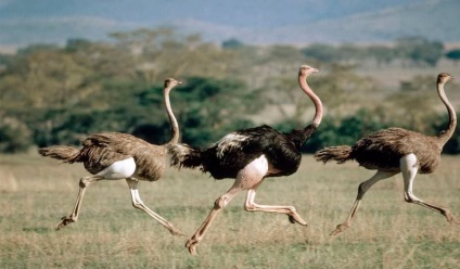 Strucc sebesség (55 fotó) gyorsan fogy madarakat, átlagos és maximális