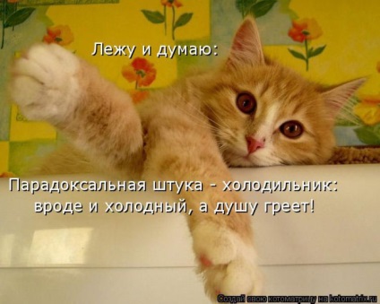 Vicces képek a macskák feliratokkal találhatóak