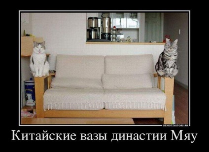 Vicces képek a macskák feliratokkal találhatóak