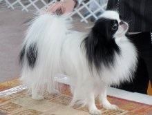 Japán Chin Dog