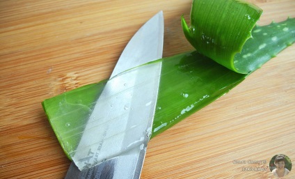 Aloe ráncokkal - vélemények, receptek, hasznos tulajdonságok