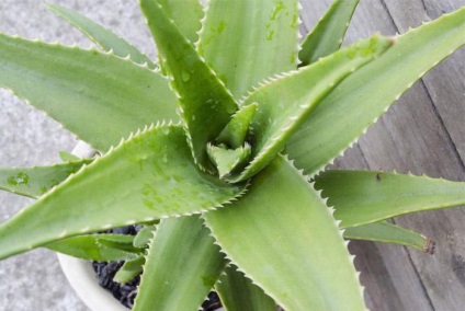 Aloe juice a sinus otthoni használatra