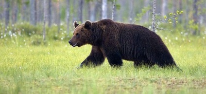 Álom értelmezése - A medve és a jelentőségét álmok medvékről