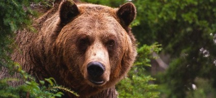 Álom értelmezése - A medve és a jelentőségét álmok medvékről