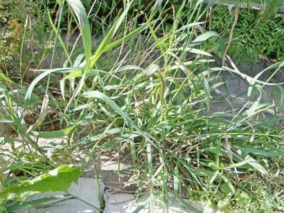 Weeds a kertben, a módszerei a harc - fotó és neve (módszerek) Weeds a kertben, a módszerei a harc - fényképe és neve